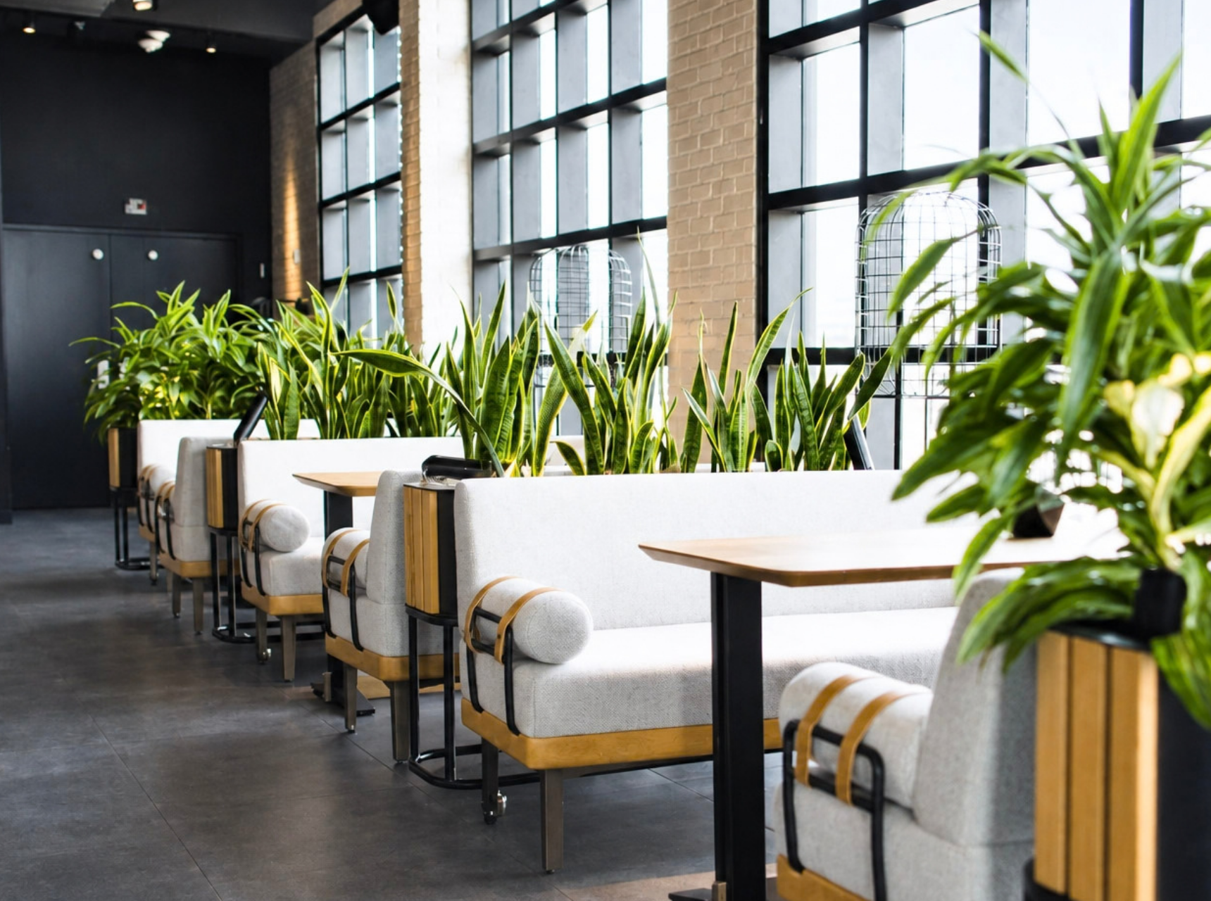 Website_Portfolio_Indoor Plants_8 - 16x9in