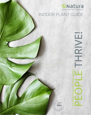 Indoor Plant Guide 