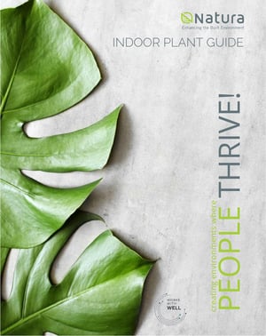 Indoor Plant Guide