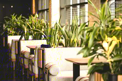 Indoor plants 