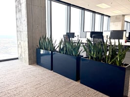 Do Indoor Plants Reduce Employee Stress? | Corporate Workplace Stress & Biophilic Design Perspective