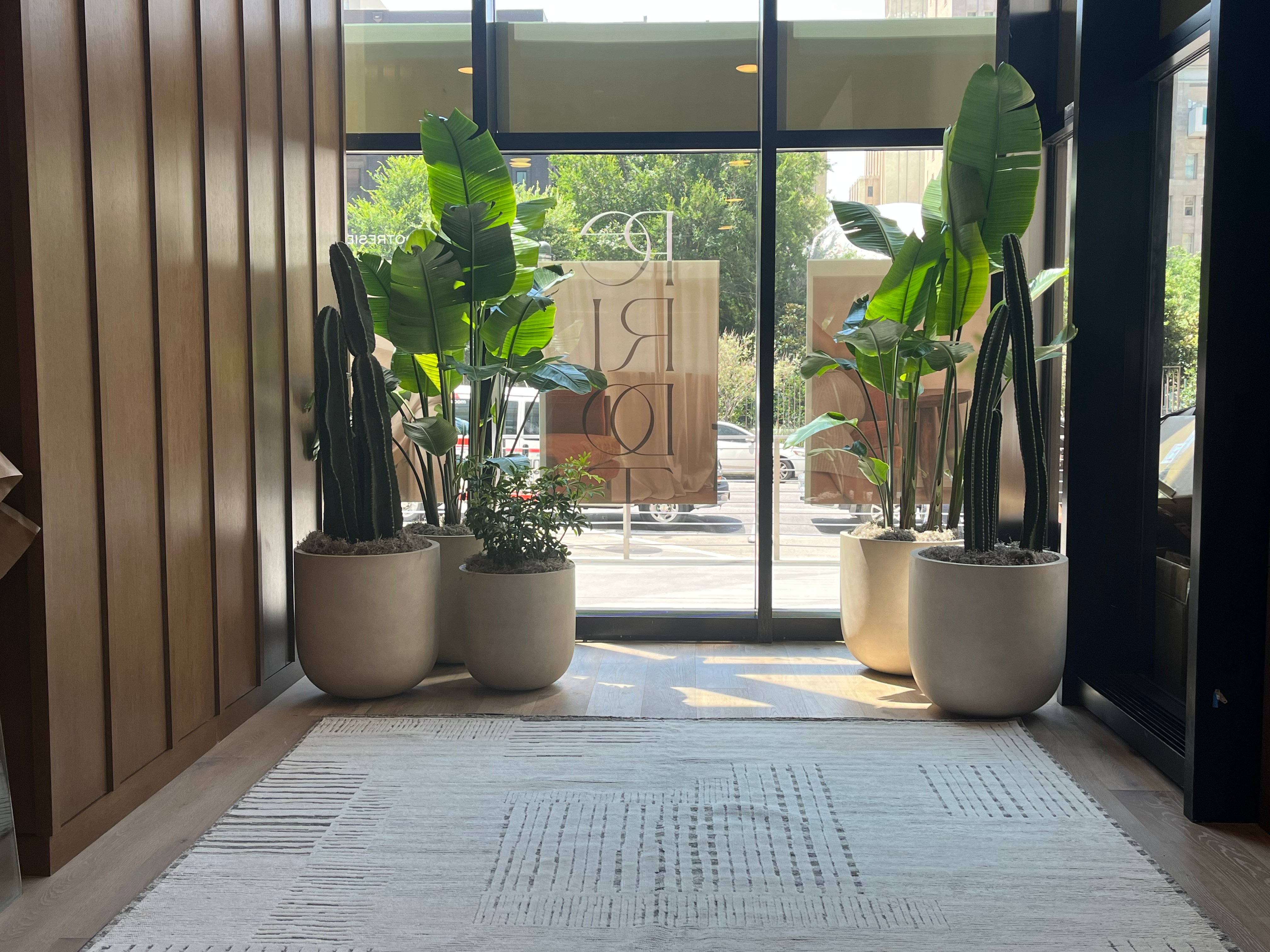 Plants in front of a window 