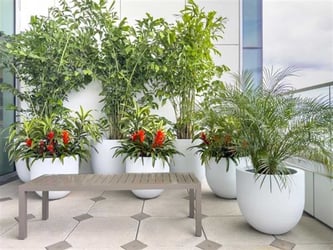 Interior Plant Design Orlando - Outdoor Plants