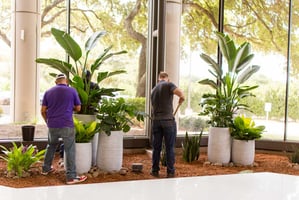 Why Hire Professional Plant Installers? The Hidden Challenges of DIY Plant Design