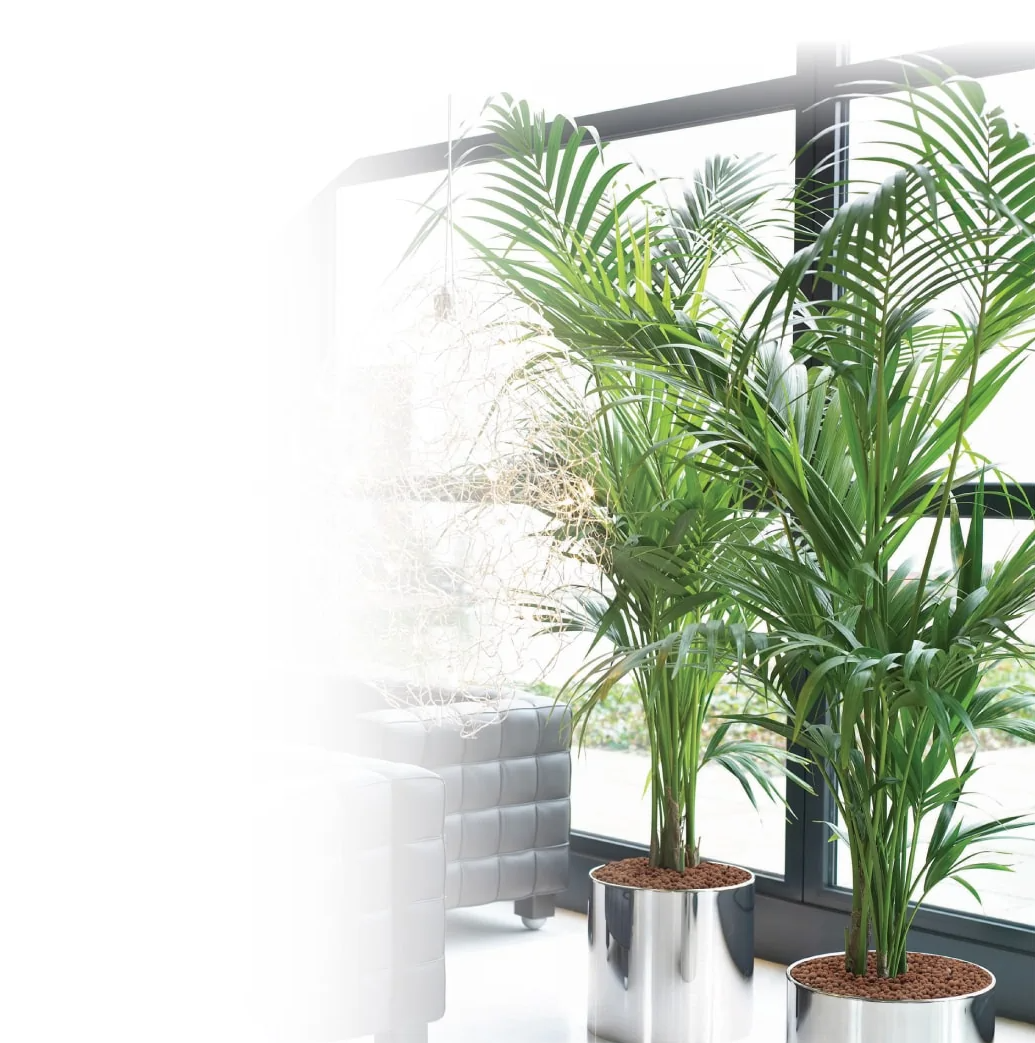 office_plants-green_workplaces-1