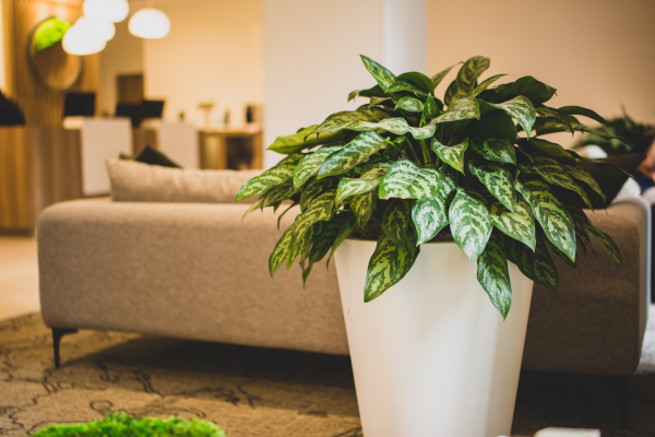 Office Plants Office Plants