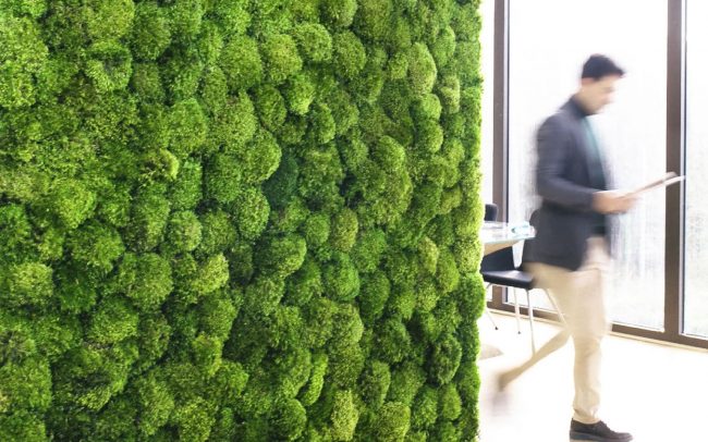 natural-preserved-moss_wall_art-650x406 natural-preserved-moss_wall_art-650x406