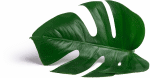 philo-monsterra-leaf-150x78